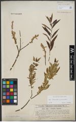 Foto von Salix triandra L. x Salix viminalis L.